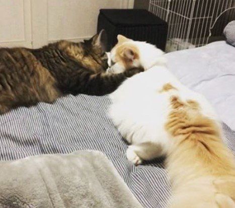 仲良しの猫たち