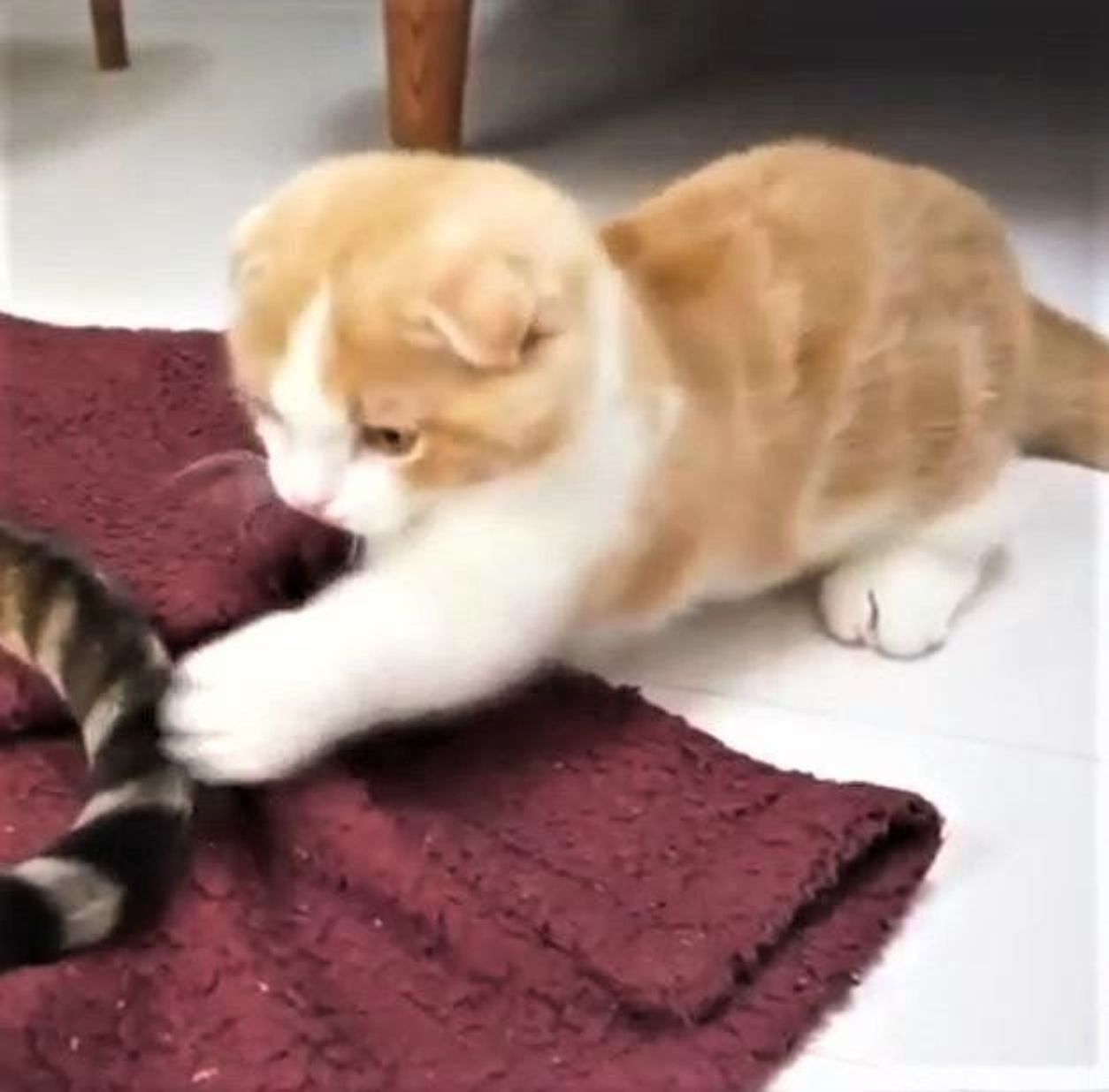 かわいいマンチカンの子猫 お気に入りのオモチャは同居猫のアレ ねこのきもちweb Magazine かわいいマンチカンの子猫 お気に入りのオモチャは同居猫のアレ ねこのきもちweb Magazine