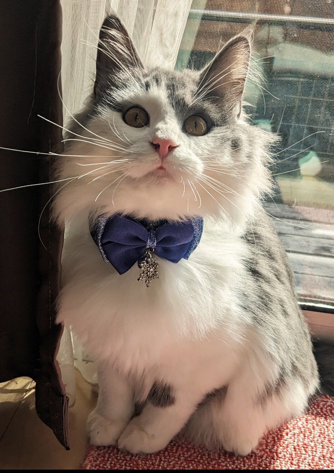 飼い主さんを見つめる猫