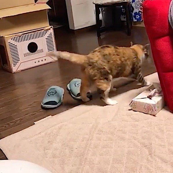 意味不明な行動をしちゃう三毛猫