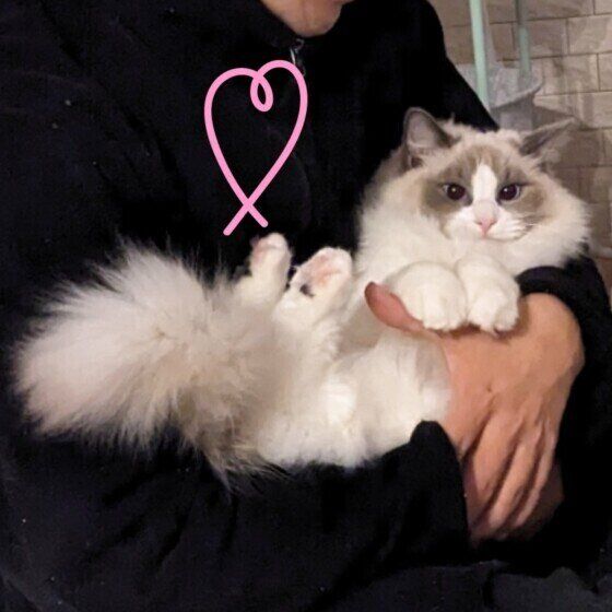 抱っこしてもらっているラグドール