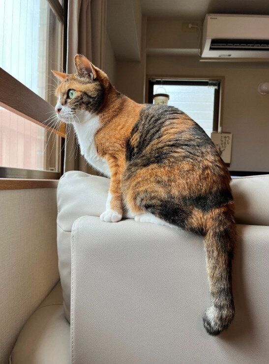 窓の外を見る猫