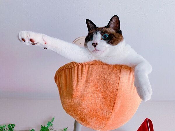 おもしろいポーズをするぽんちゃん