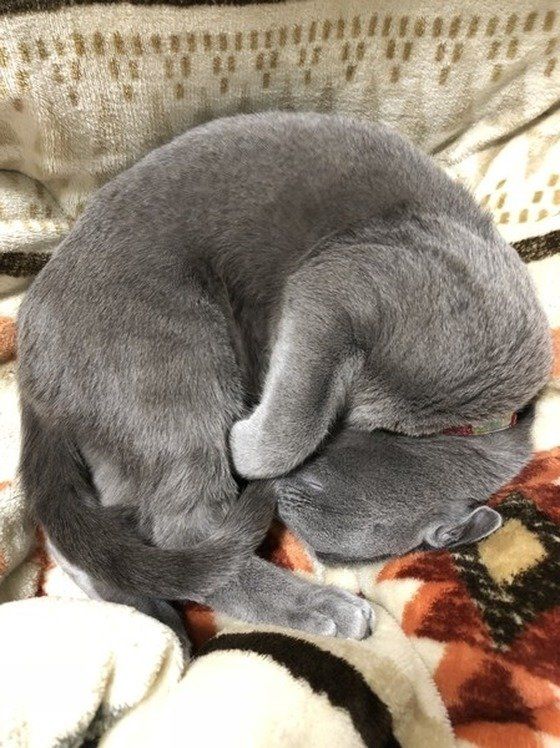 アンモニャイト！