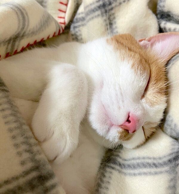 気持ちよさそうに眠るゆずちゃん