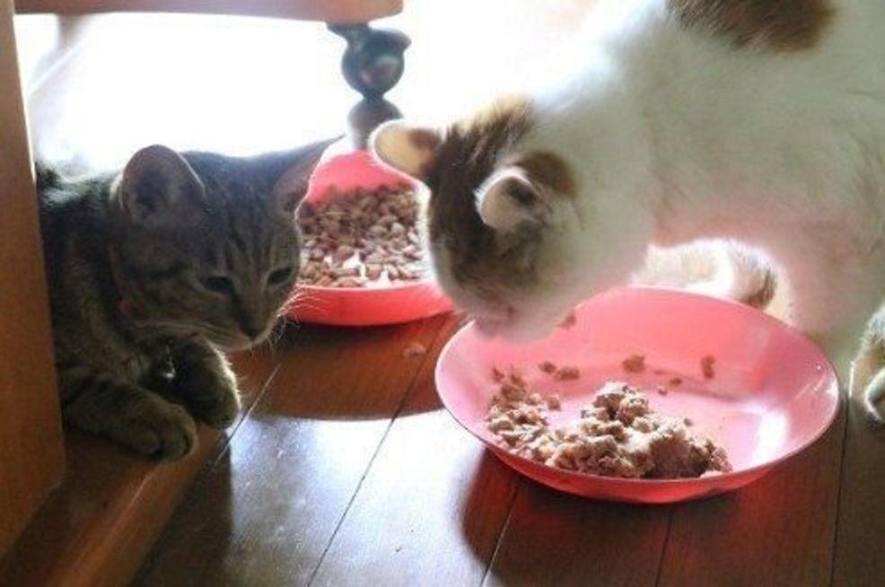 食事中の猫 それを見ていた相棒猫がとった驚きの行動とは ねこのきもちweb Magazine 食事中の猫 それを見ていた相棒猫がとった驚きの行動とは ねこのきもちweb Magazine