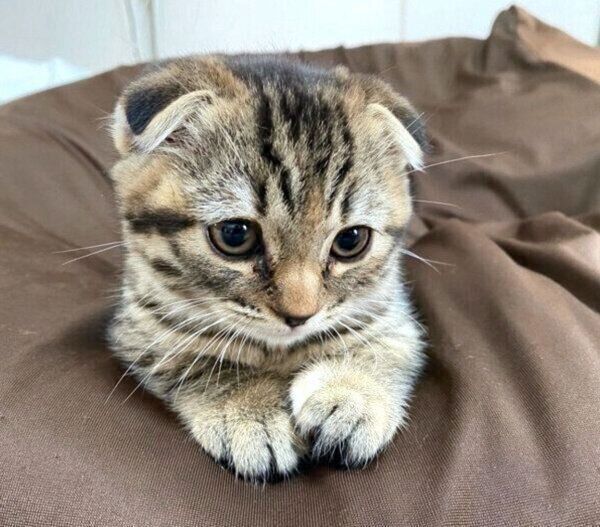 まったりするまつたけちゃん