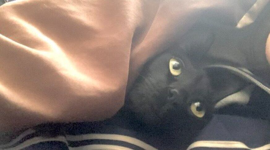 飼い主と布団に入る猫