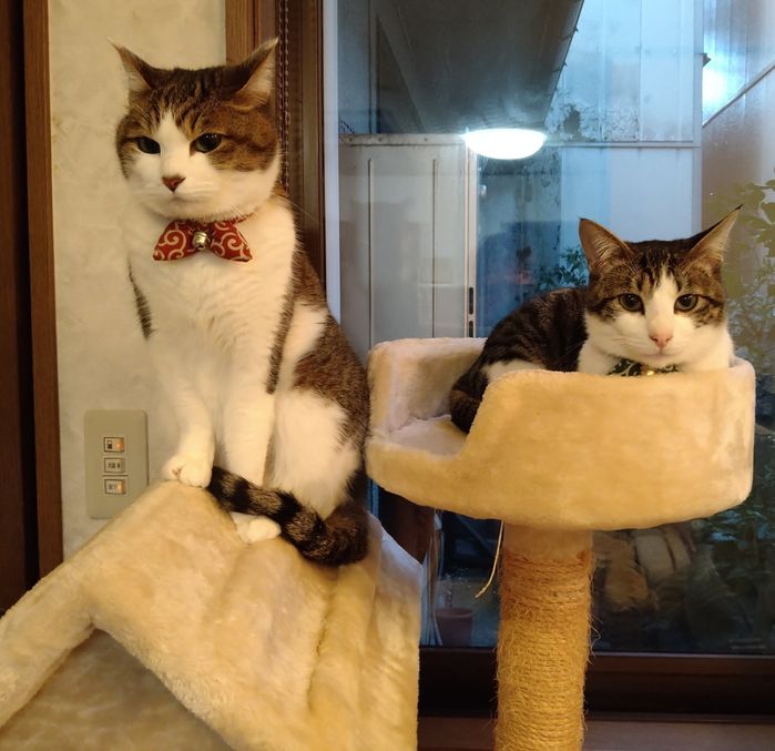 室内にいる2匹の猫