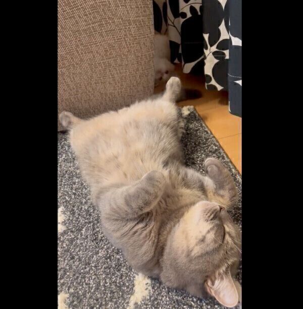 凛太郎くんのしっぽで遊ぶ和音ちゃん