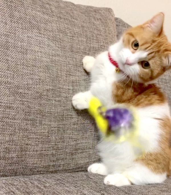 蝶々のおもちゃで遊ぶ茶太くん