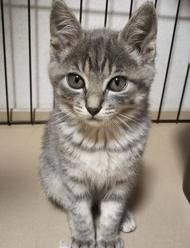 座っている生後約2カ月の子猫