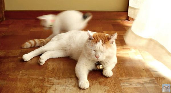 眠そうな猫と遊ぶ猫