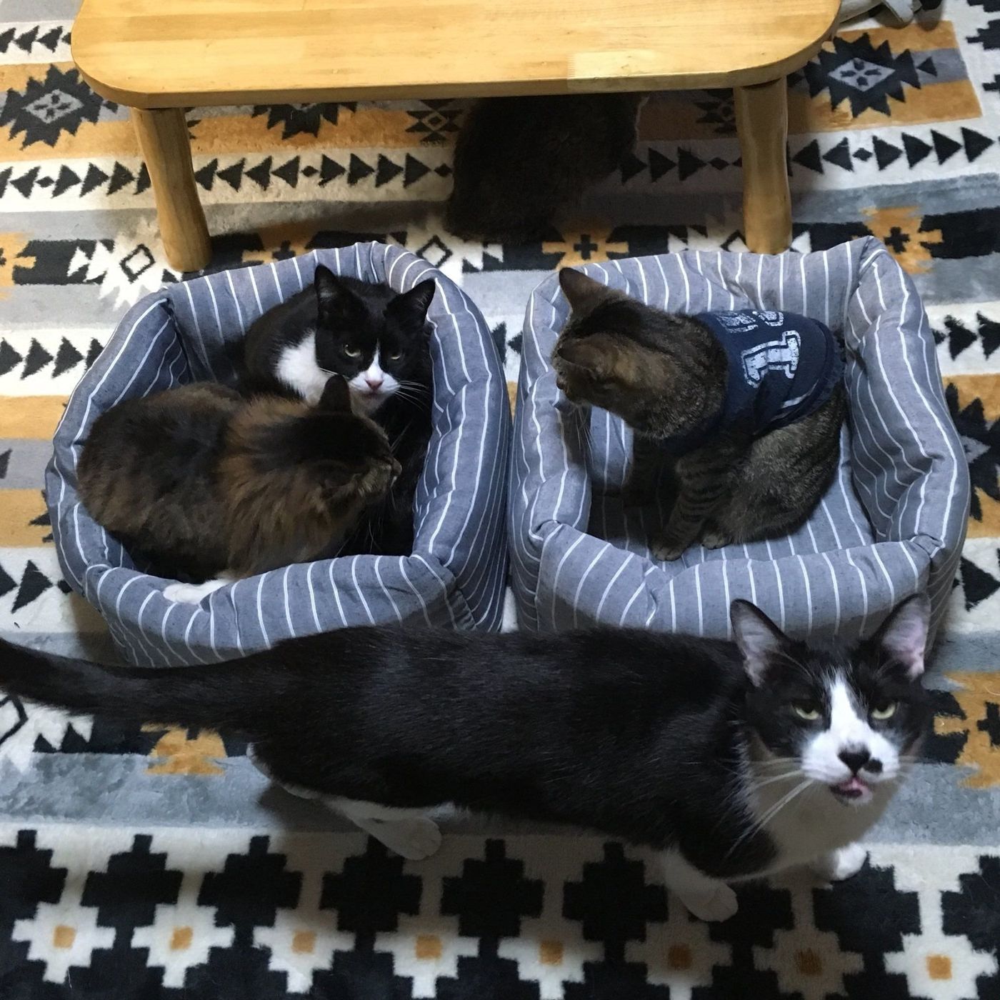 100均グッズで 猫ベッド を自作してみよう ねこのきもちweb Magazine 100均グッズで 猫ベッド を自作してみよう ねこのきもちweb Magazine