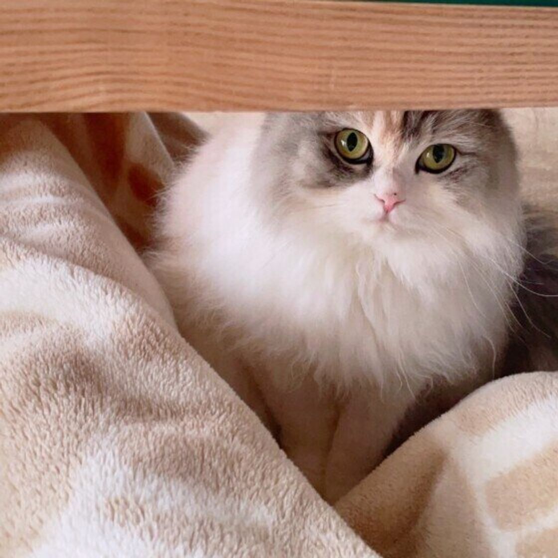 猫が家具の下に隠れて出てこない理由5つ 対処法を獣医師が解説 ねこのきもちweb Magazine 猫が家具の下に隠れて出てこない理由5つ 対処法を獣医師が解説 ねこのきもちweb Magazine