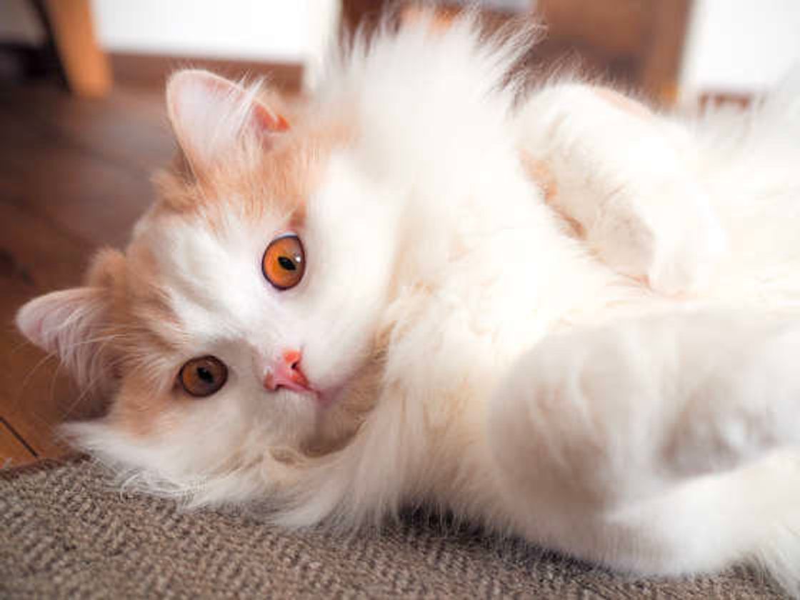 飼い主さんなら簡単にわかる 猫の機嫌がいいときの6つのサイン ねこのきもちweb Magazine 飼い主さんなら簡単にわかる 猫の機嫌がいいときの6つのサイン ねこのきもちweb Magazine