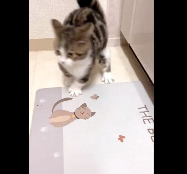 イタズラしているところを飼い主に見られて… 焦る猫の逃げ方が「アニメ