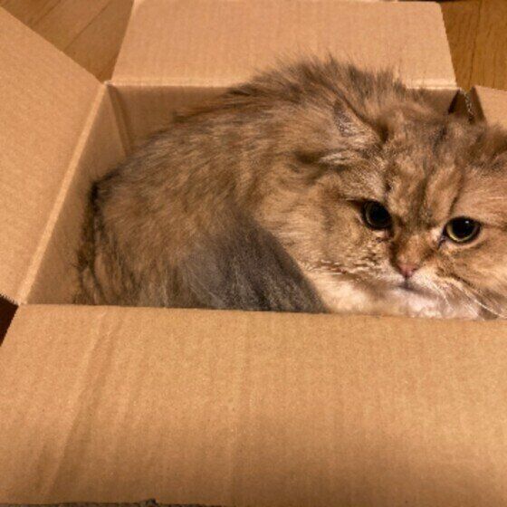 ペルシャのベッカムくん