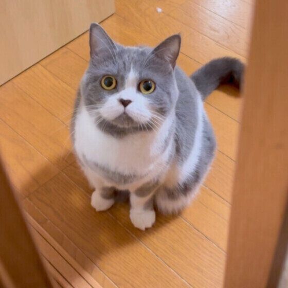 お出迎えをする碧ちゃん