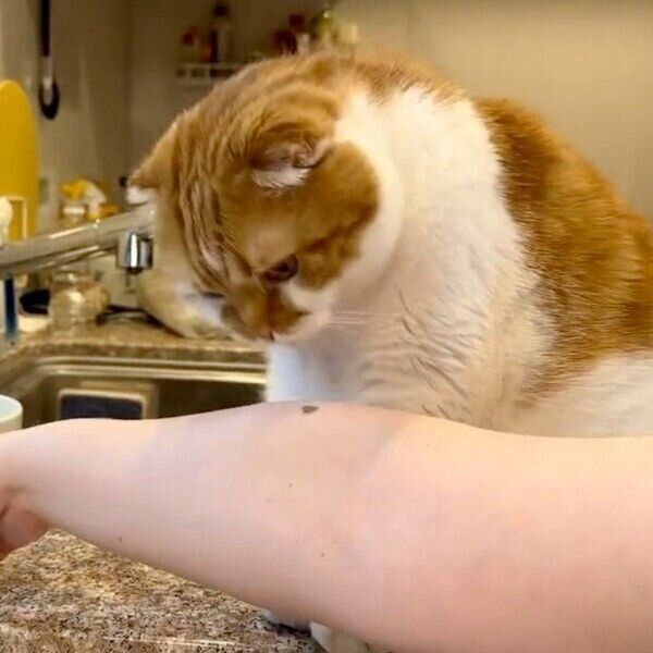 飼い主さんのほくろをカリカリだと思い込むむぎくん