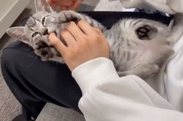 飼い主さんの指をしゃぶりたいととまるくん