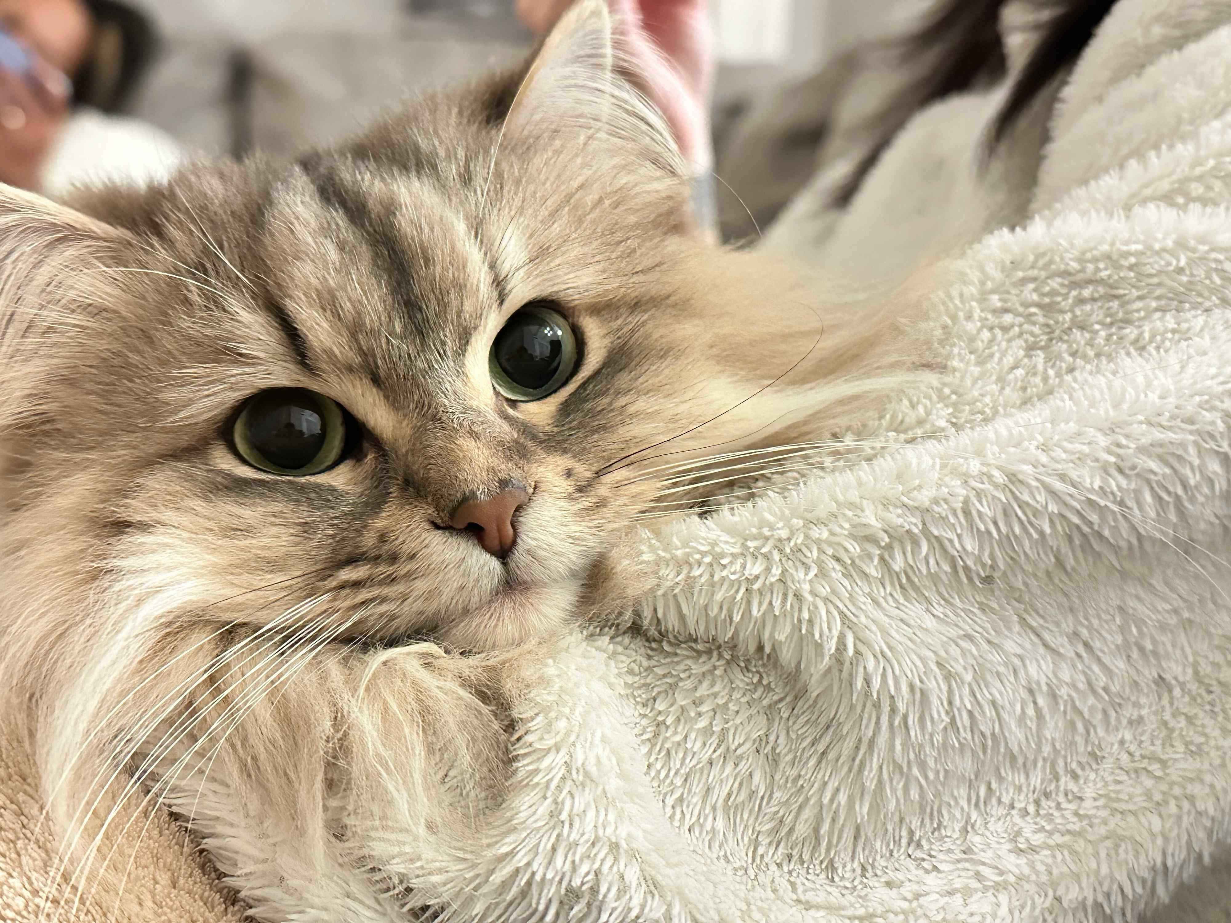 飼い主さんにくっつくしらすちゃん