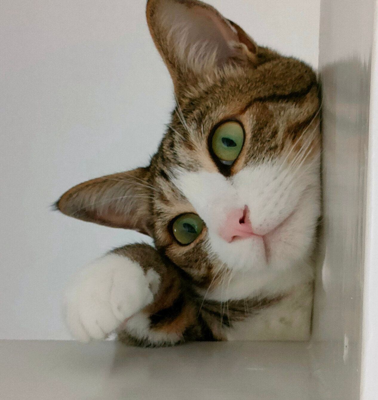 見つめるウルフくん