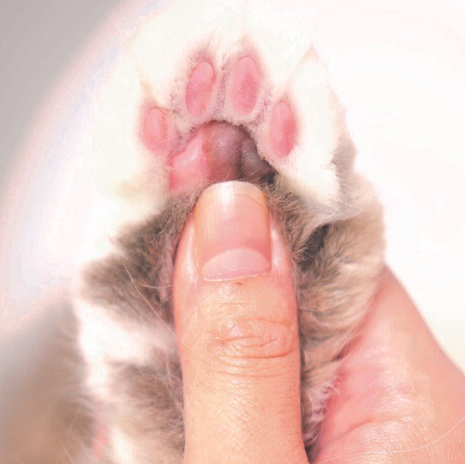 撮影／石原さくら