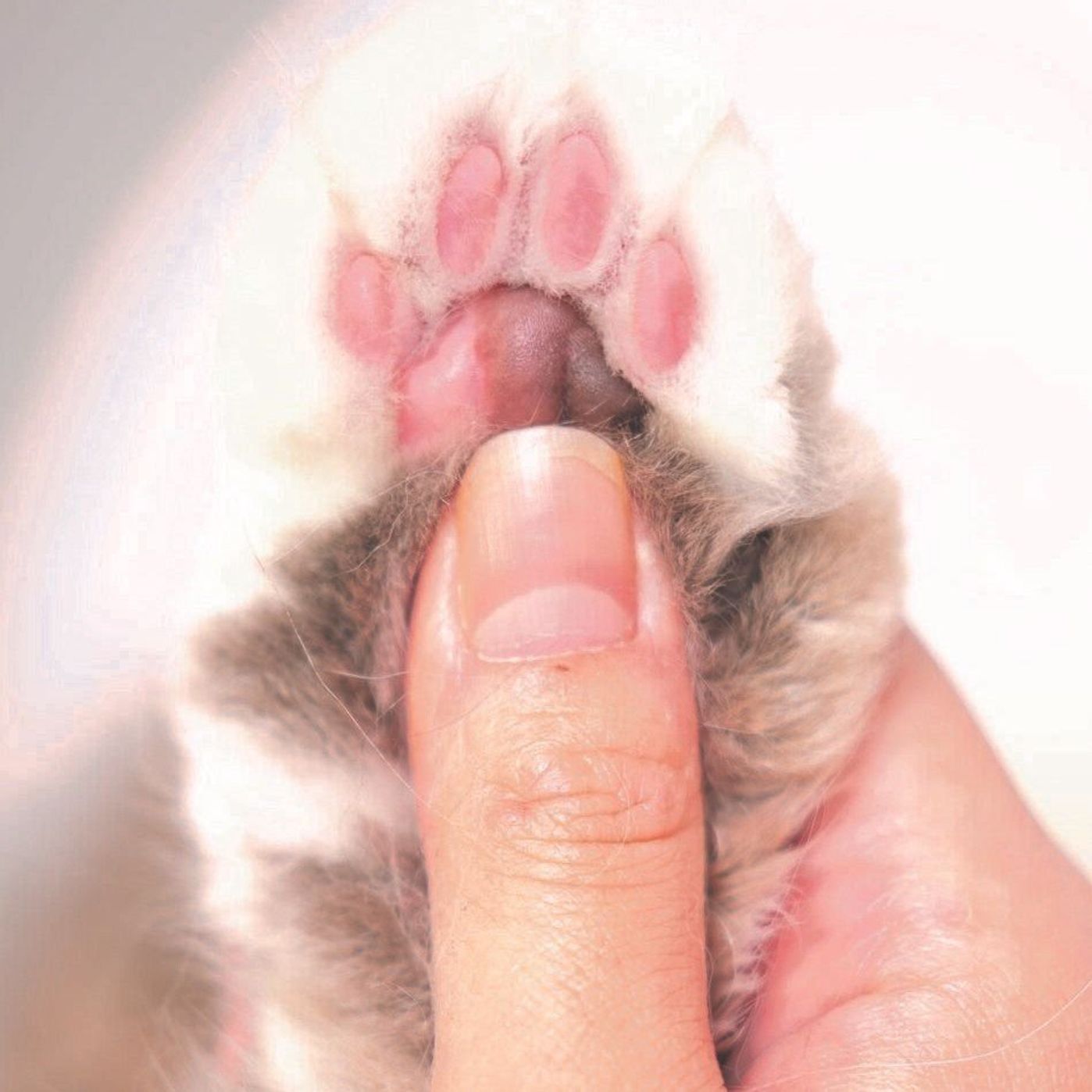 飼い主も猫も免疫力アップ 肉球をぷにぷにするだけ 夏バテ解消ツボ押しマッサージ ねこのきもちweb Magazine 飼い主も猫も免疫力アップ 肉球をぷにぷにするだけ 夏バテ解消ツボ押しマッサージ ねこのきもちweb Magazine