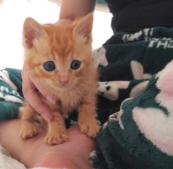 飼い主さんの足に乗るうにくん