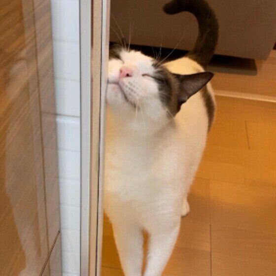 スリスリする猫