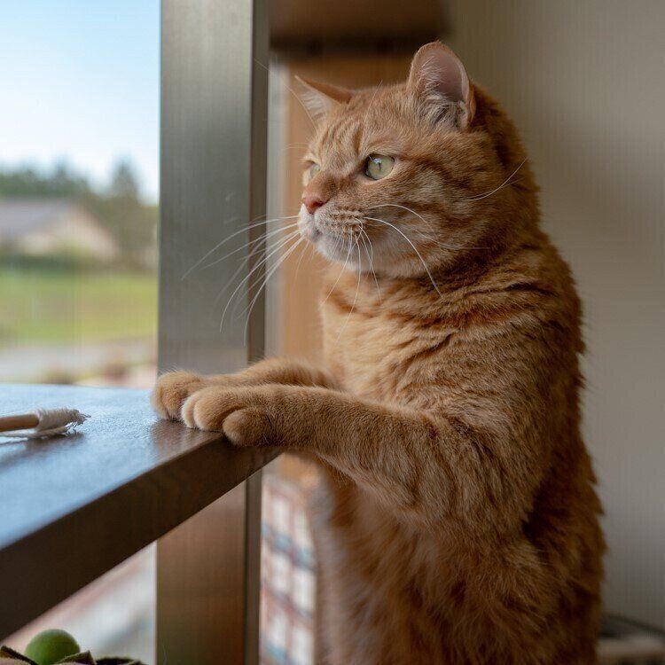 写真提供／おおいた動物愛護センター