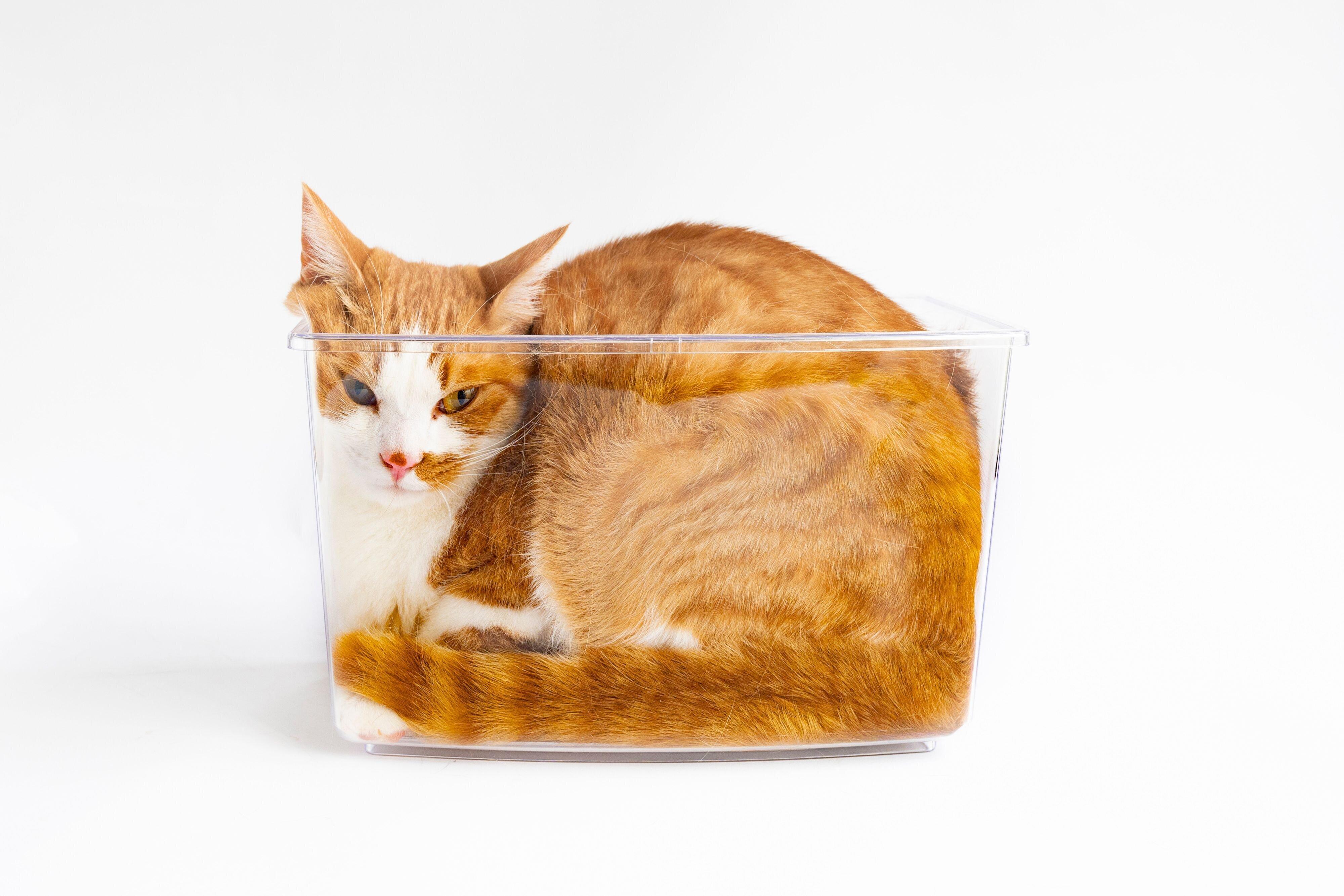 撮影／中川文作