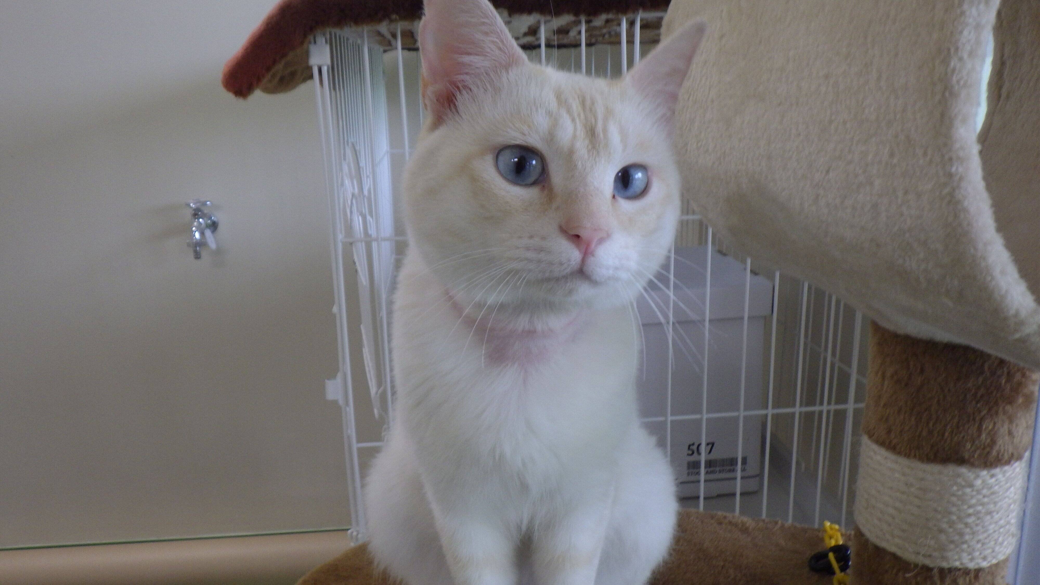 青森県動物愛護センター