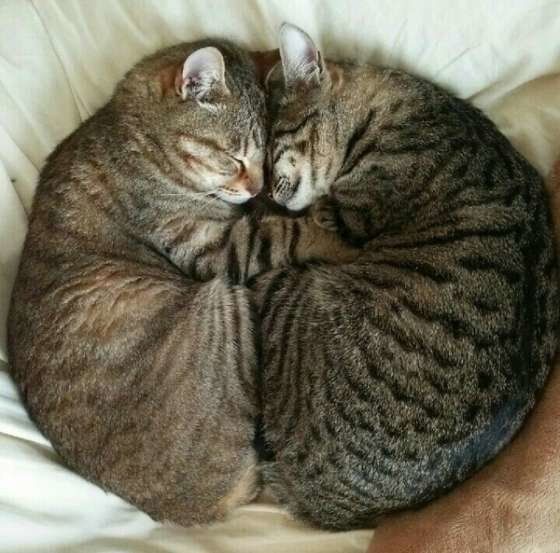 ちゃにゃちゃんとあきらちゃん