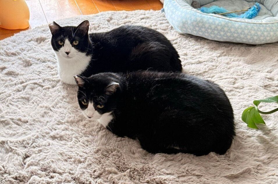 ラグの上でまったりするしゃけくん、おかかくん。