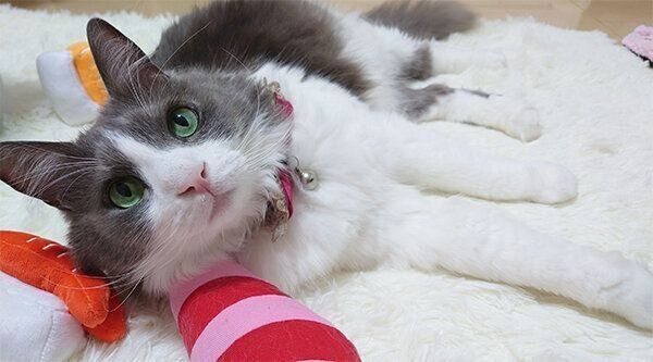 見つめるいーくん