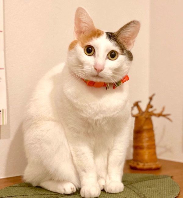 お行儀よくお座りするカンナちゃん