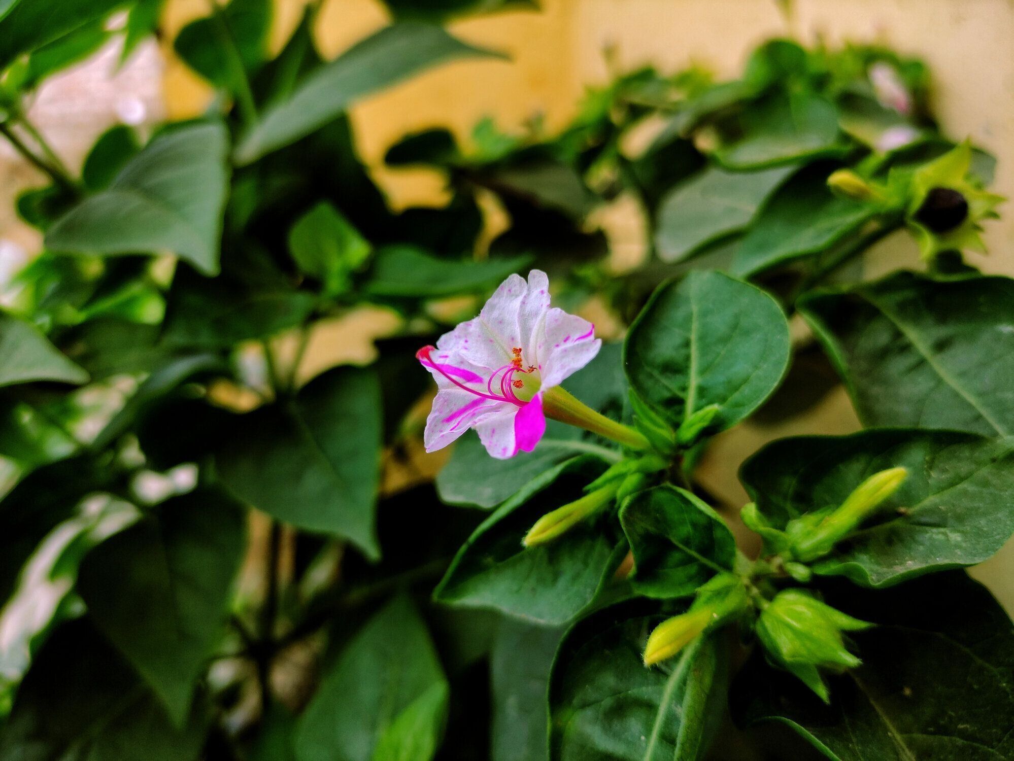 ペルーのマーベルまたは4時の白とピンクの色の花