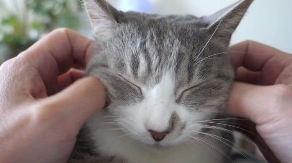 マッサージされる猫