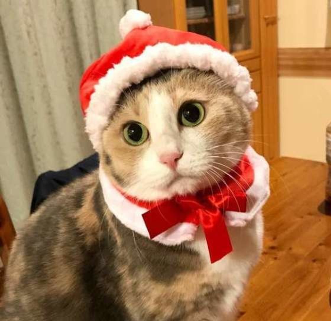 愛猫にあげるクリスマスプレゼント ランキング第1位はやっぱり ねこのきもちweb Magazine 愛猫にあげるクリスマスプレゼント ランキング第1位はやっぱり ねこのきもちweb Magazine