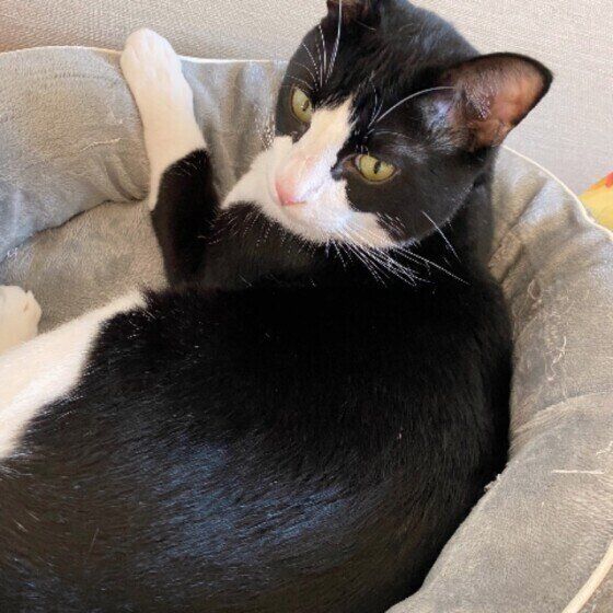 まったりするMix猫