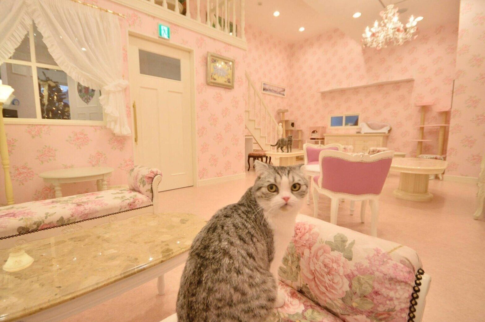 カントリー調のかわいい空間にかわいい「猫スタッフ」たち