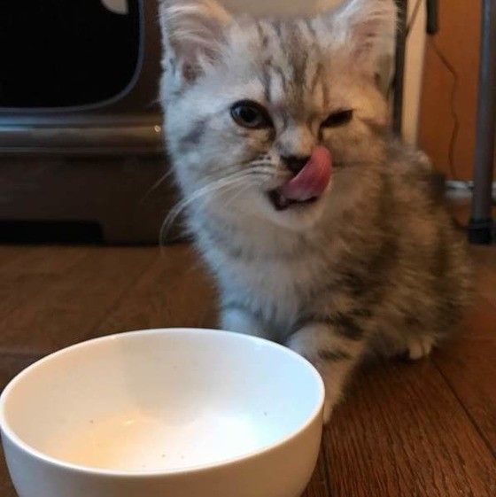 エキゾチックショートヘアの寅之助くん