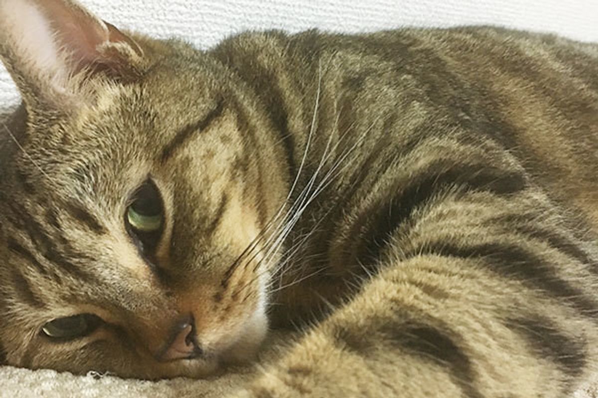 猫がトイレについて来る 飼い主さんの経験率は想像以上 ねこのきもちweb Magazine 猫がトイレについて来る 飼い主さんの経験率は想像以上 ねこのきもちweb Magazine