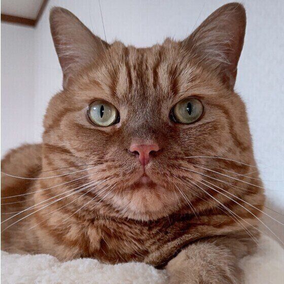 アメリカンショートヘアの龍太くん