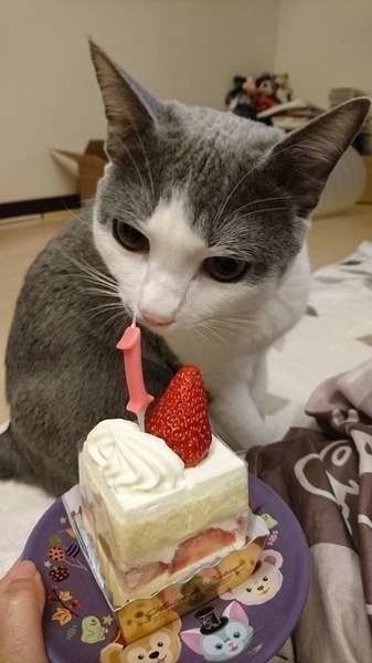 1才の誕生日ケーキ