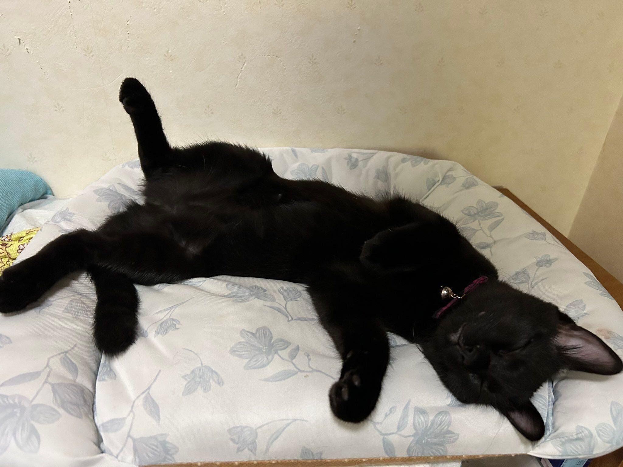 ヘソ天するハロちゃん