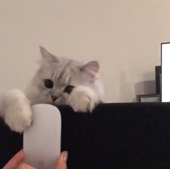 マウスで遊ぶ猫