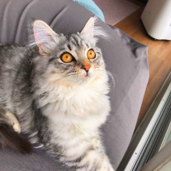 ハンター気分の猫